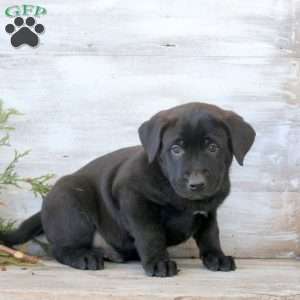 Brody, Labrador Mix Puppy