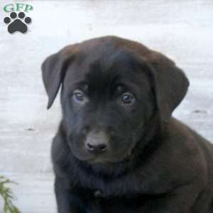 Brody, Labrador Mix Puppy