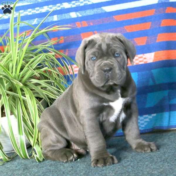 Brody, Cane Corso Puppy