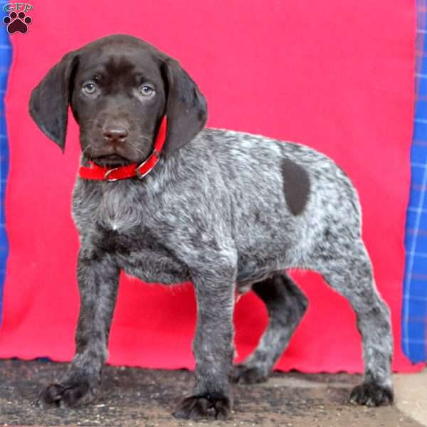 Brody, German Shorthaired Pointer Puppy