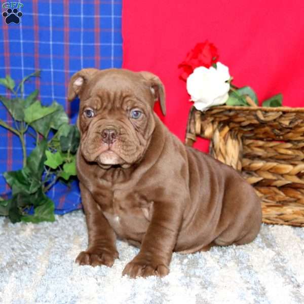 Brody, Olde English Bulldogge Puppy