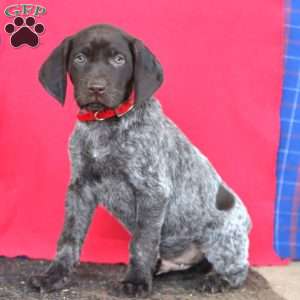 Brody, German Shorthaired Pointer Puppy