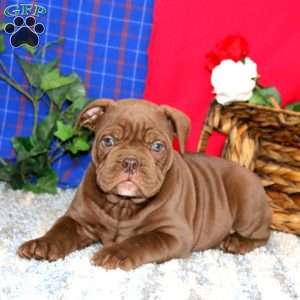 Brody, Olde English Bulldogge Puppy
