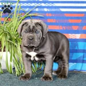 Brody, Cane Corso Puppy