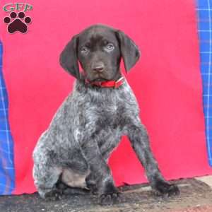 Brody, German Shorthaired Pointer Puppy
