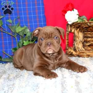 Brody, Olde English Bulldogge Puppy