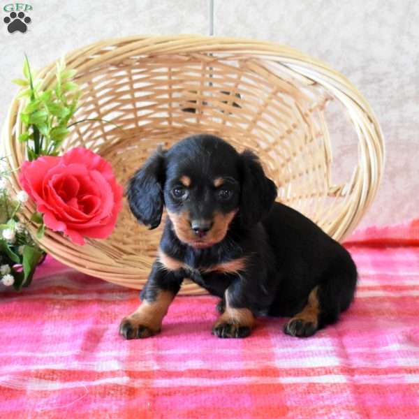 Brookie-Mini, Dachshund Puppy