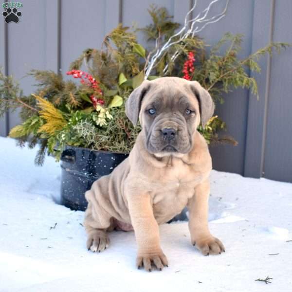 Brookie, Cane Corso Puppy
