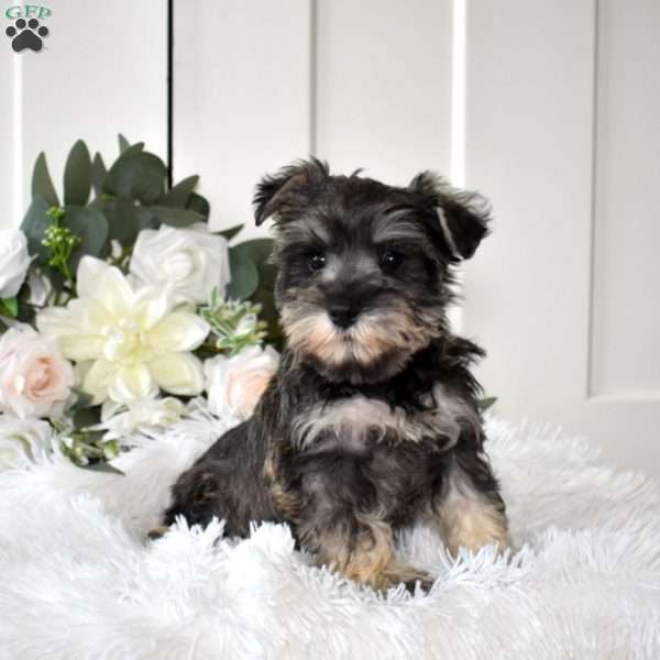 Brookie, Miniature Schnauzer Puppy