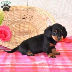 Brookie-Mini, Dachshund Puppy