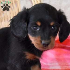 Brookie-Mini, Dachshund Puppy