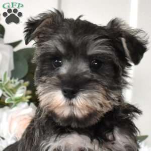 Brookie, Miniature Schnauzer Puppy