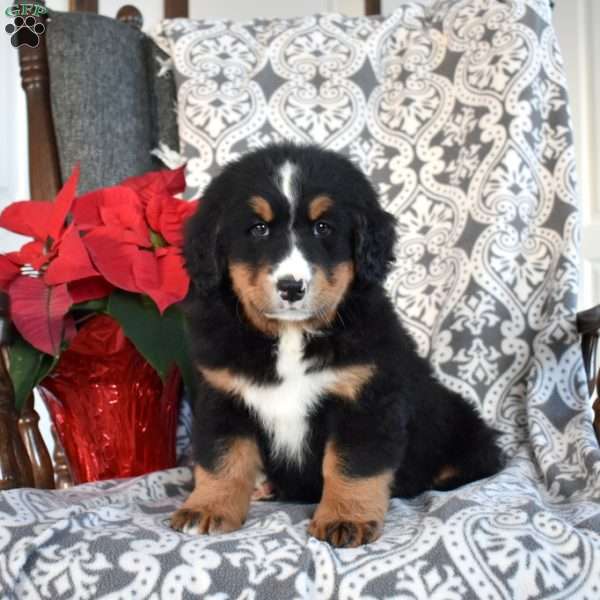 Brooklyn, Bernedoodle Puppy