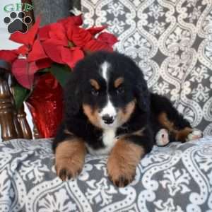 Brooklyn, Bernedoodle Puppy