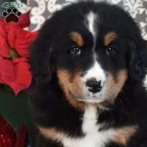 Brooklyn, Bernedoodle Puppy