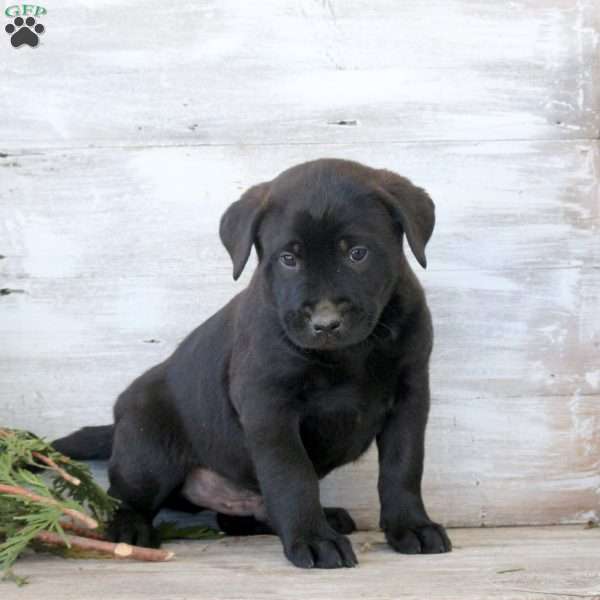 Brooks, Labrador Mix Puppy
