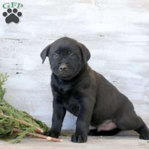 Brooks, Labrador Mix Puppy