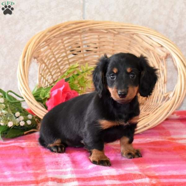 Brownie-Mini, Dachshund Puppy