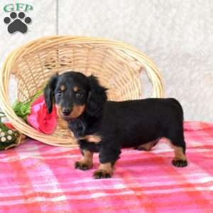 Brownie-Mini, Dachshund Puppy