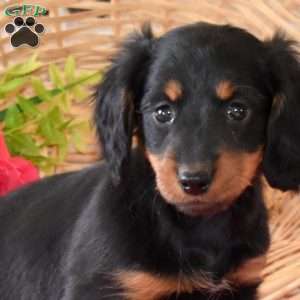 Brownie-Mini, Dachshund Puppy