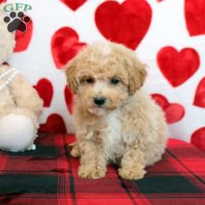 Bruce, Bich-Poo Puppy