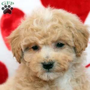 Bruce, Bich-Poo Puppy