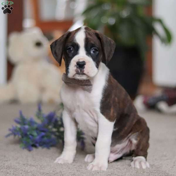 Bruce, Boxer Puppy