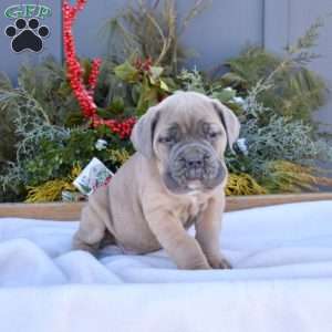 Bruno, Cane Corso Puppy