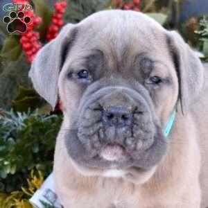 Bruno, Cane Corso Puppy