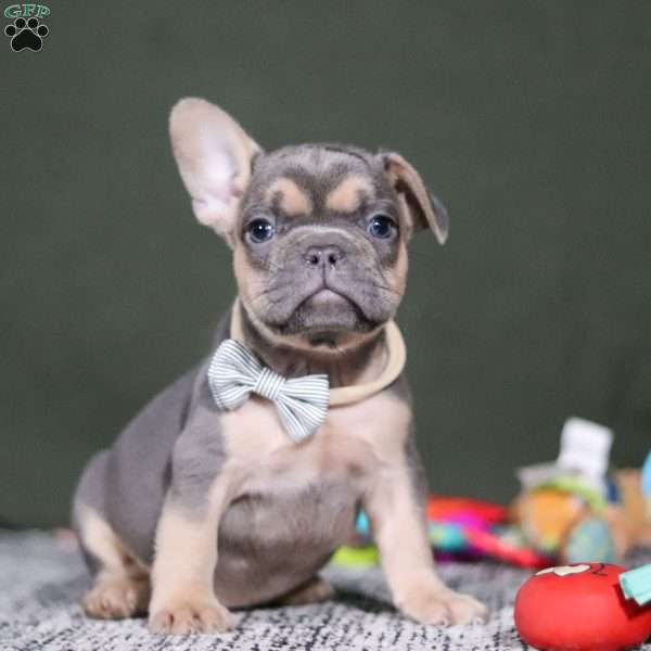 Bryce, French Bulldog Puppy