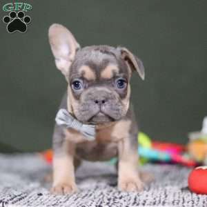 Bryce, French Bulldog Puppy