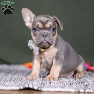Bryce, French Bulldog Puppy