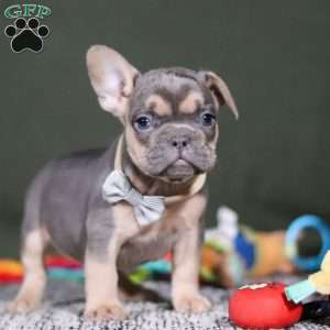 Bryce, French Bulldog Puppy