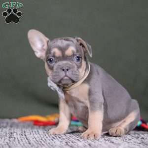 Bryce, French Bulldog Puppy