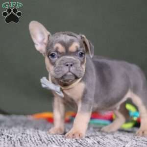 Bryce, French Bulldog Puppy