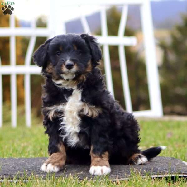Bryce, Mini Aussiedoodle Puppy