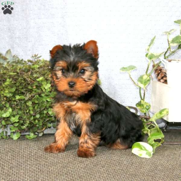 Bryce, Yorkie Puppy
