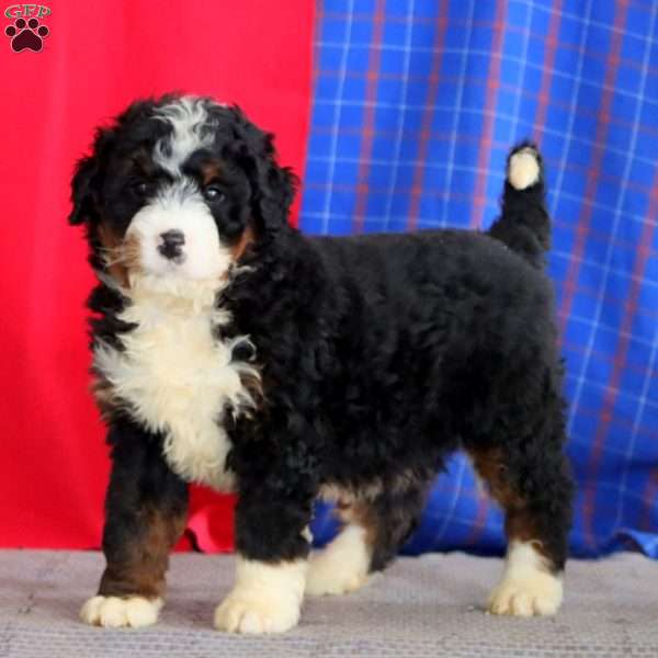 Bryce, Bernedoodle Puppy
