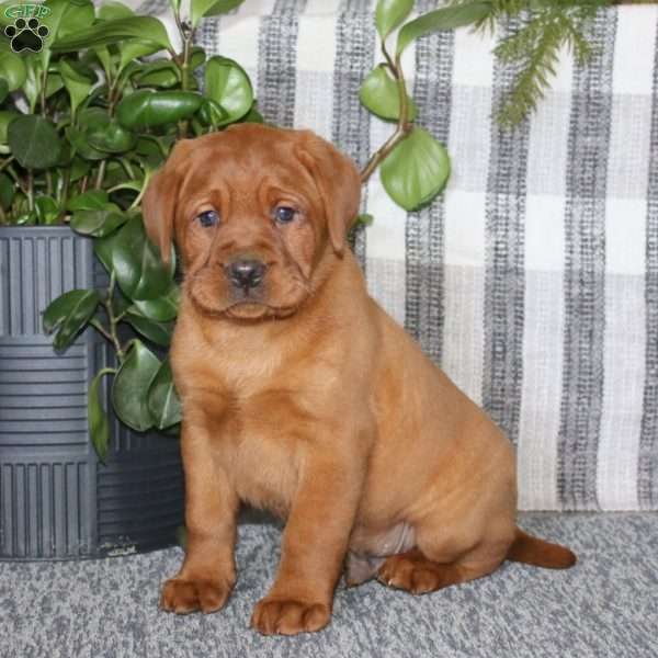 Bryce, Fox Red Labrador Retriever Puppy