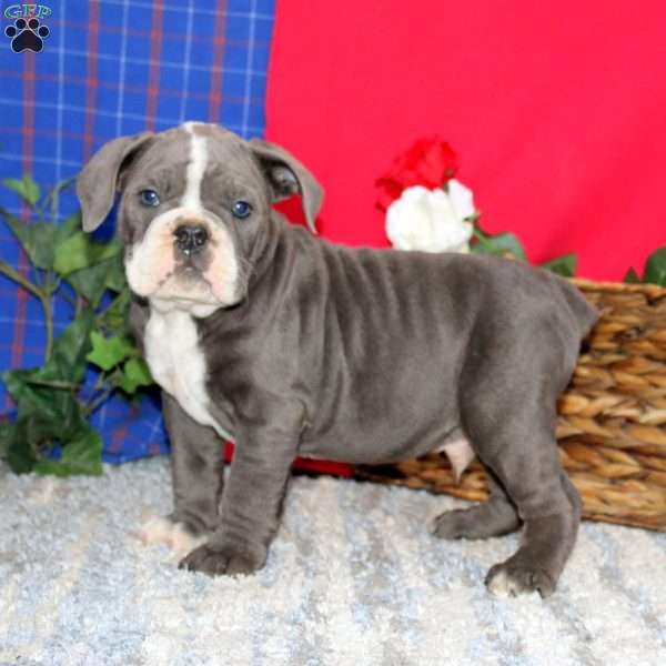 Bryce, Olde English Bulldogge Puppy