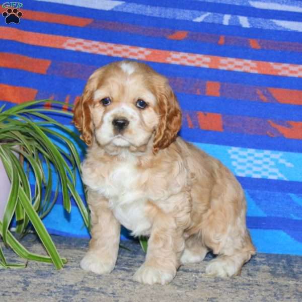 Bryce, Cocker Spaniel Puppy