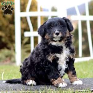 Bryce, Mini Aussiedoodle Puppy
