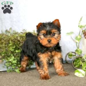 Bryce, Yorkie Puppy