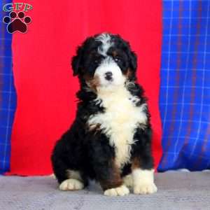Bryce, Bernedoodle Puppy