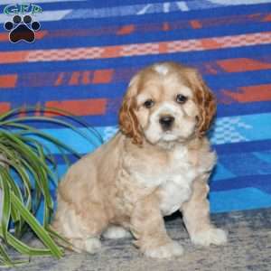 Bryce, Cocker Spaniel Puppy