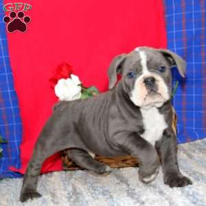 Bryce, Olde English Bulldogge Puppy