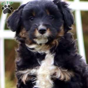 Bryce, Mini Aussiedoodle Puppy