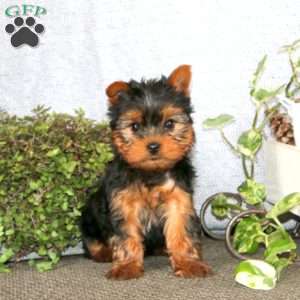 Bryce, Yorkie Puppy