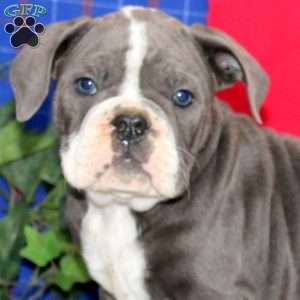 Bryce, Olde English Bulldogge Puppy