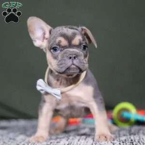 Bryce, French Bulldog Puppy